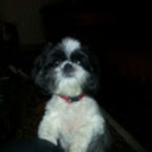 Meet your Posher, Allison